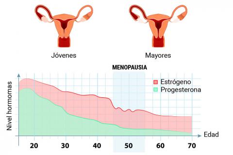 estrógenos y progestágenos en la mujer